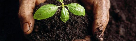 CELEBRATE SPRING WITH GRACE GARDEN DAY